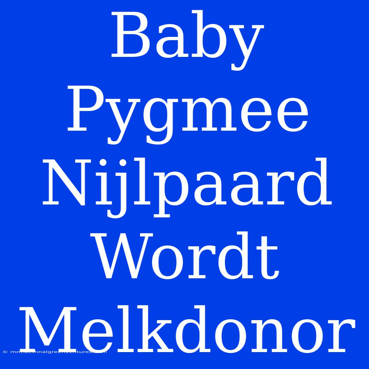 Baby Pygmee Nijlpaard Wordt Melkdonor