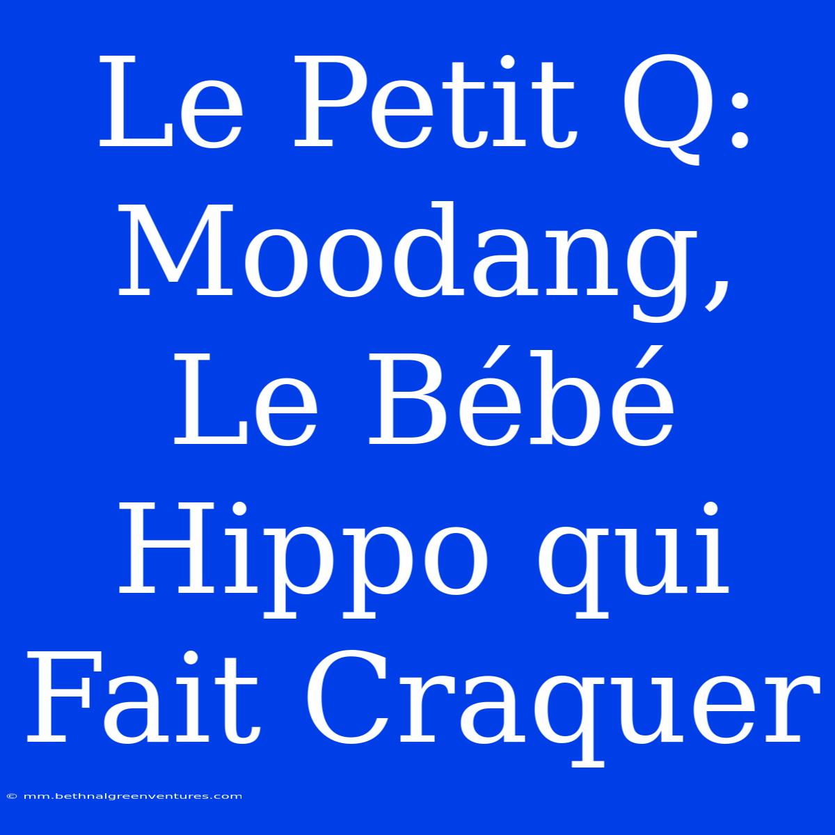 Le Petit Q: Moodang, Le Bébé Hippo Qui Fait Craquer