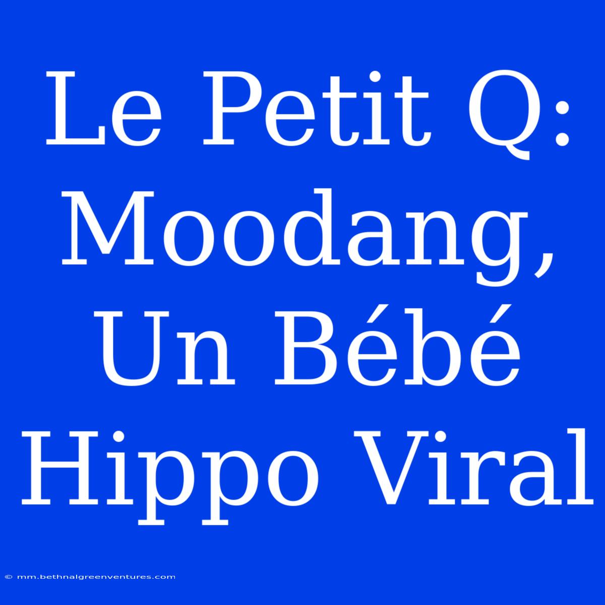 Le Petit Q: Moodang, Un Bébé Hippo Viral